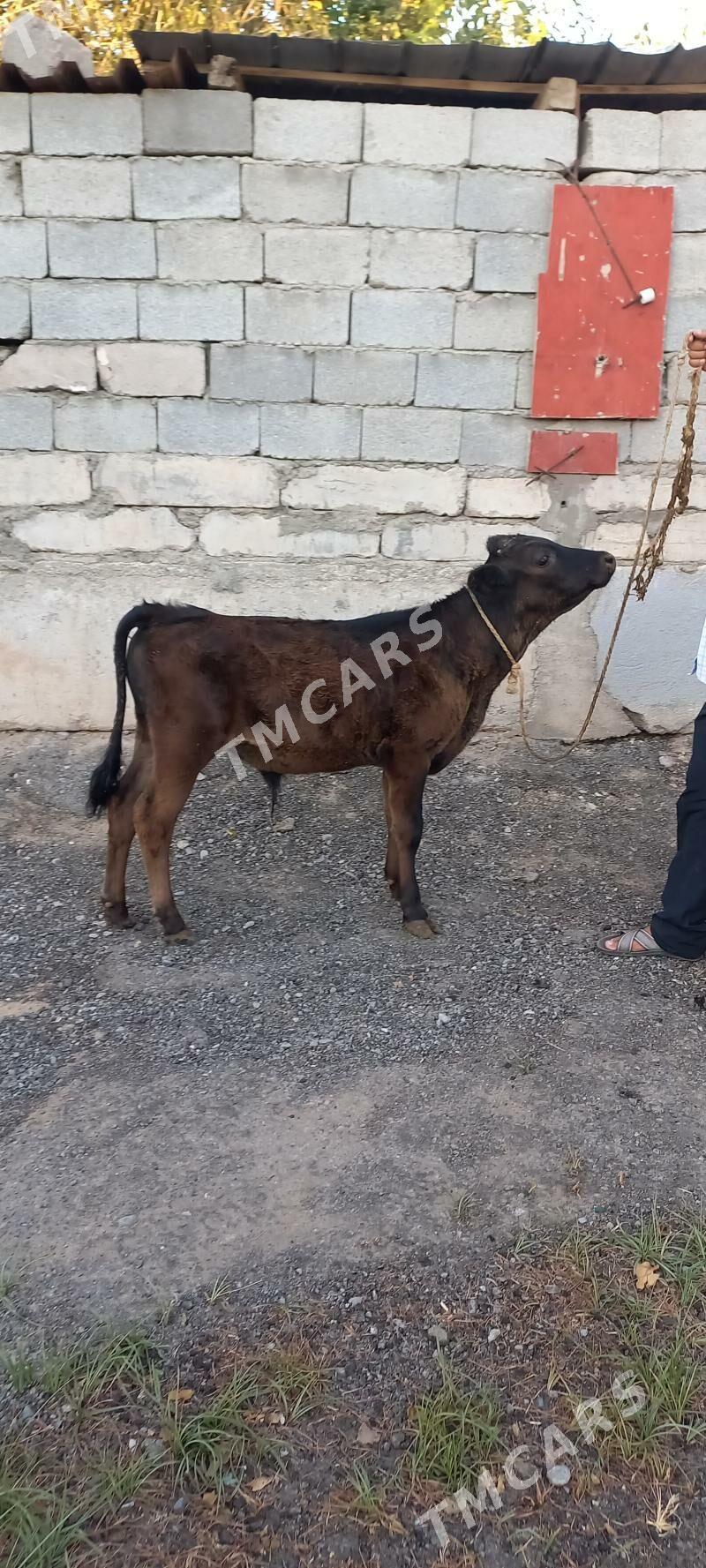 okuz - Çoganly - img 1