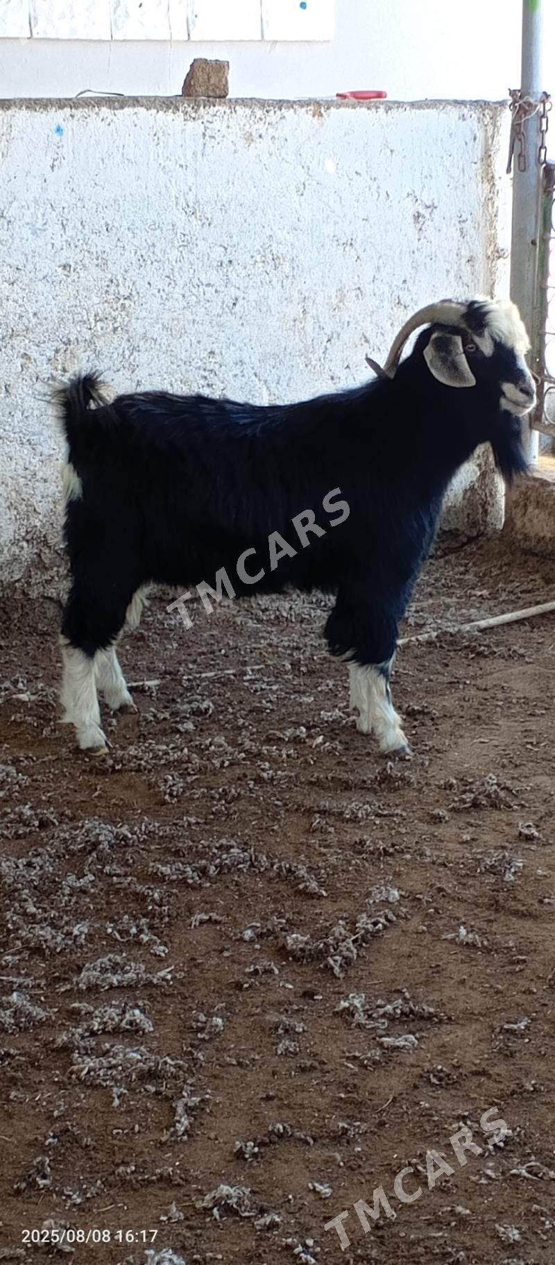 tohumlyk teke - Çoganly - img 2