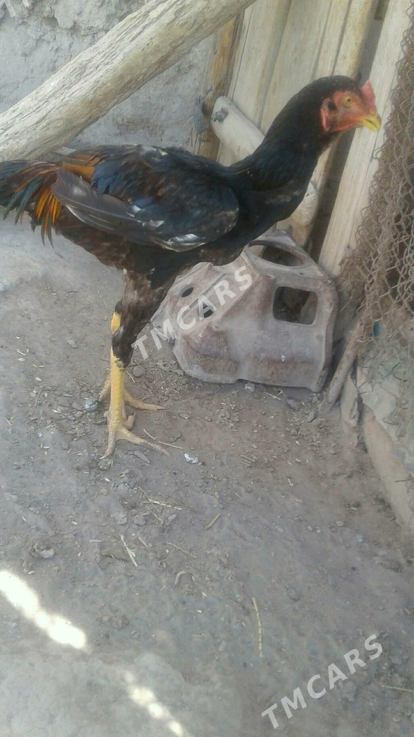 yas juje - Şabat etr. - img 1