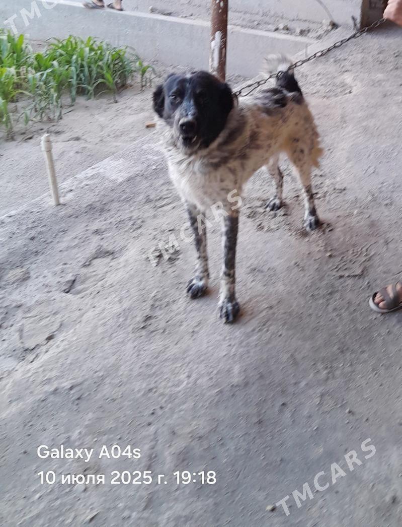 Alabay gujik - Saýat - img 1