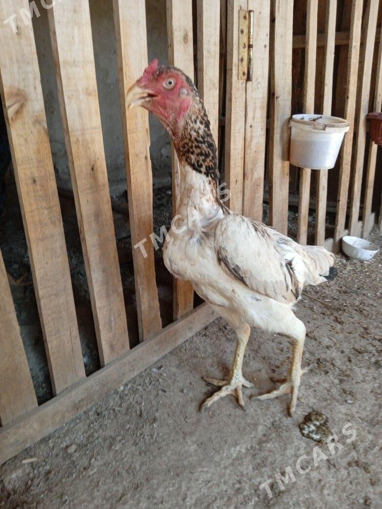 towuk baysow Maki - Daşoguz - img 2