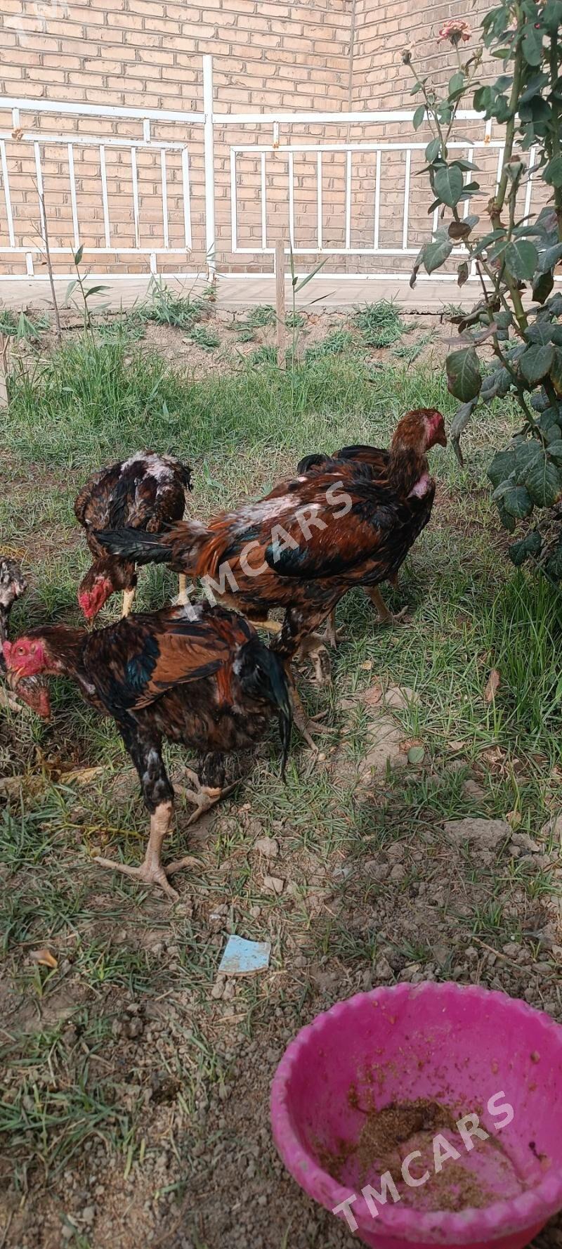 Boyes  horazlar - Mary - img 3