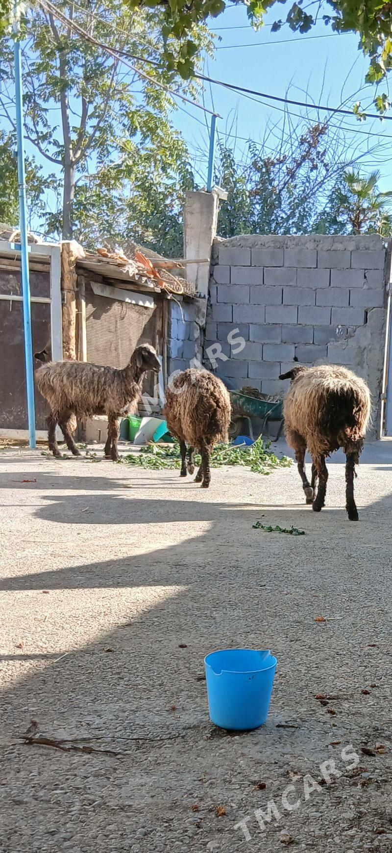 goyun - Aşgabat - img 5