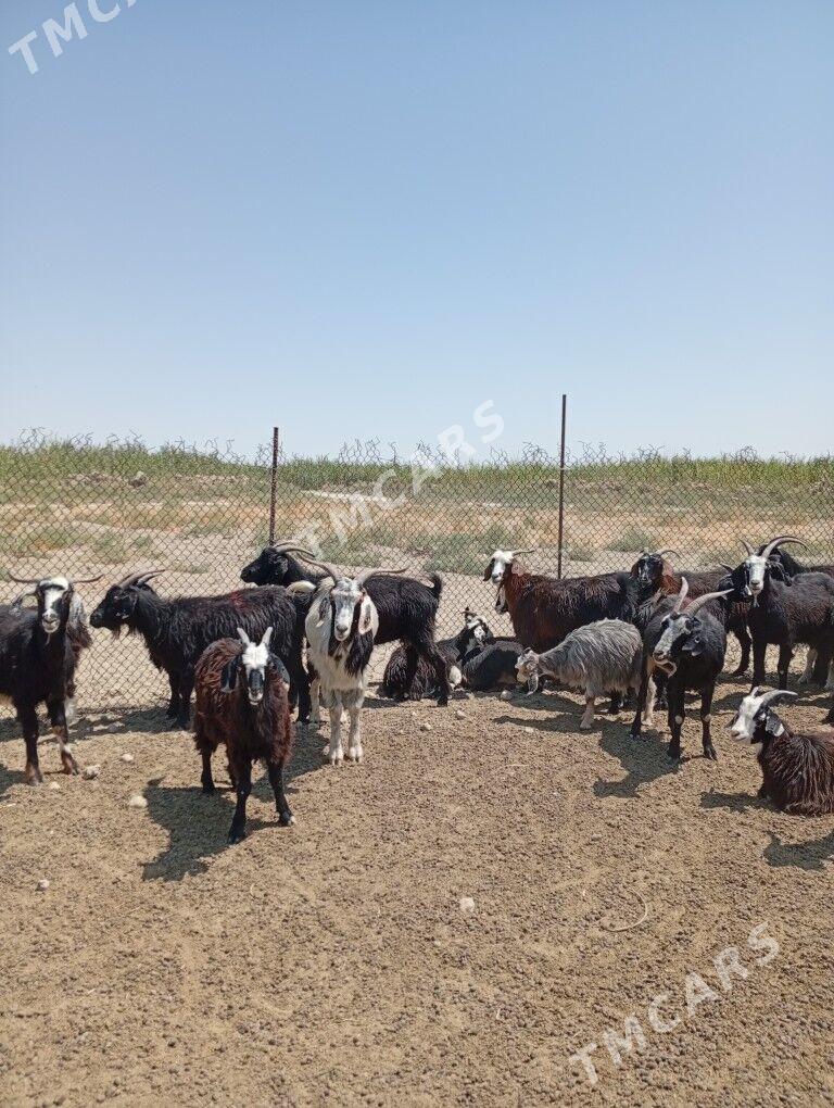geçi - Gyzylarbat - img 1