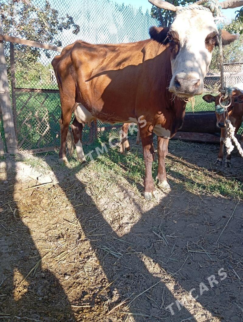 Saglyk sygyr - Çärjew - img 4