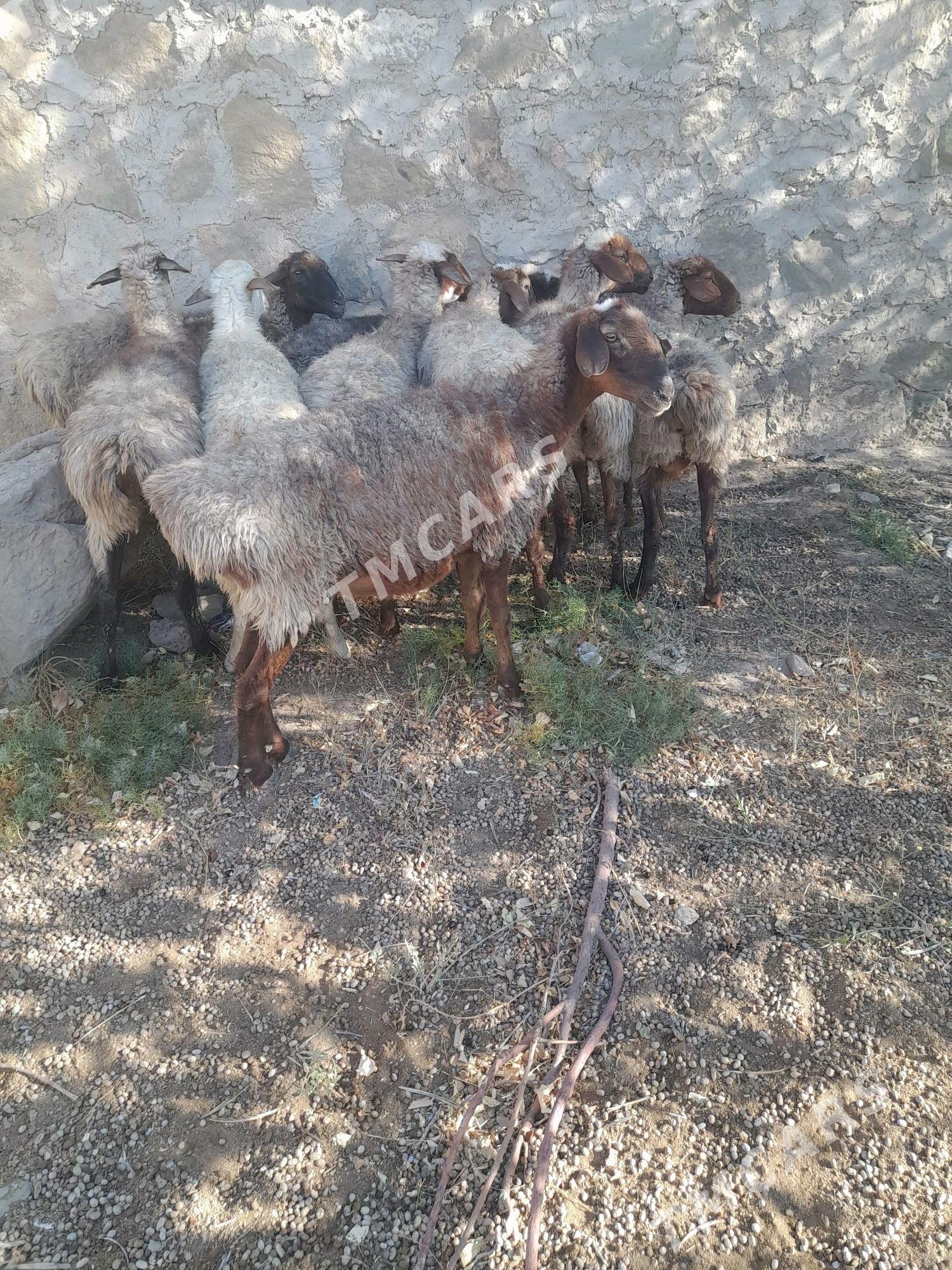 goyun - Bereket - img 1