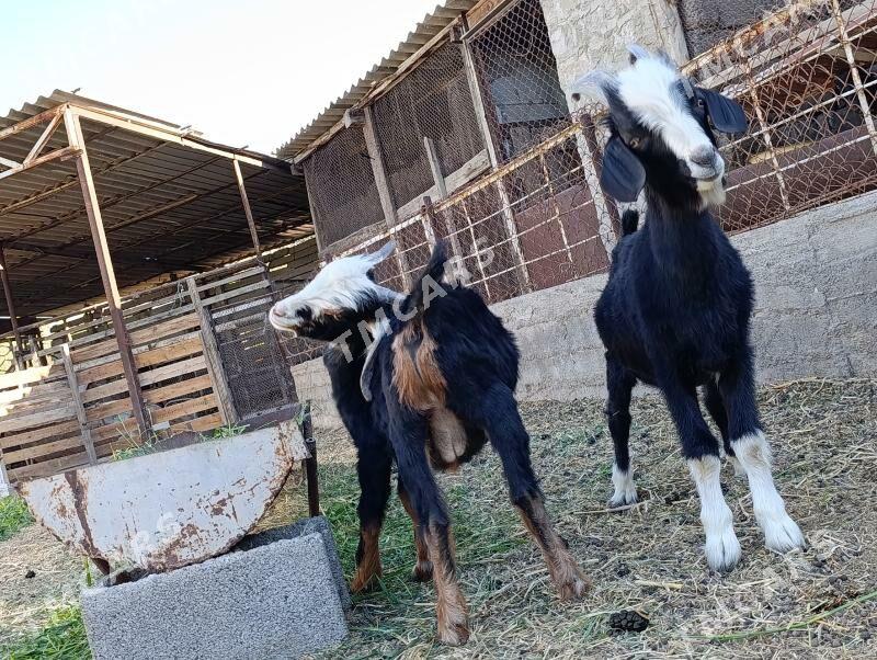 Çebiş Teke - Bagyr - img 3