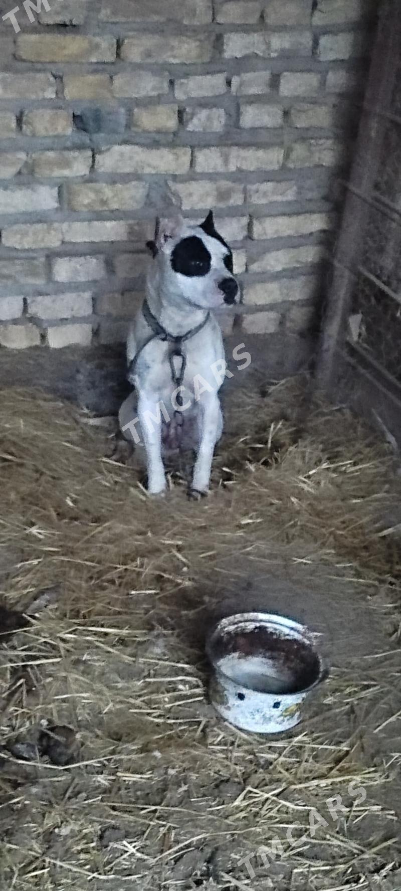 Pitbull erkek - Чарджоу - img 1