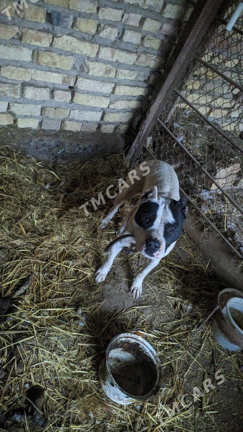 Pitbull erkek - Чарджоу - img 2