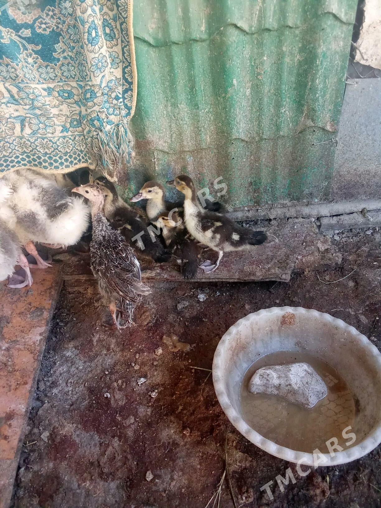 Ýaşylbaş Ördek Jüýjesi - Бузмеин - img 1