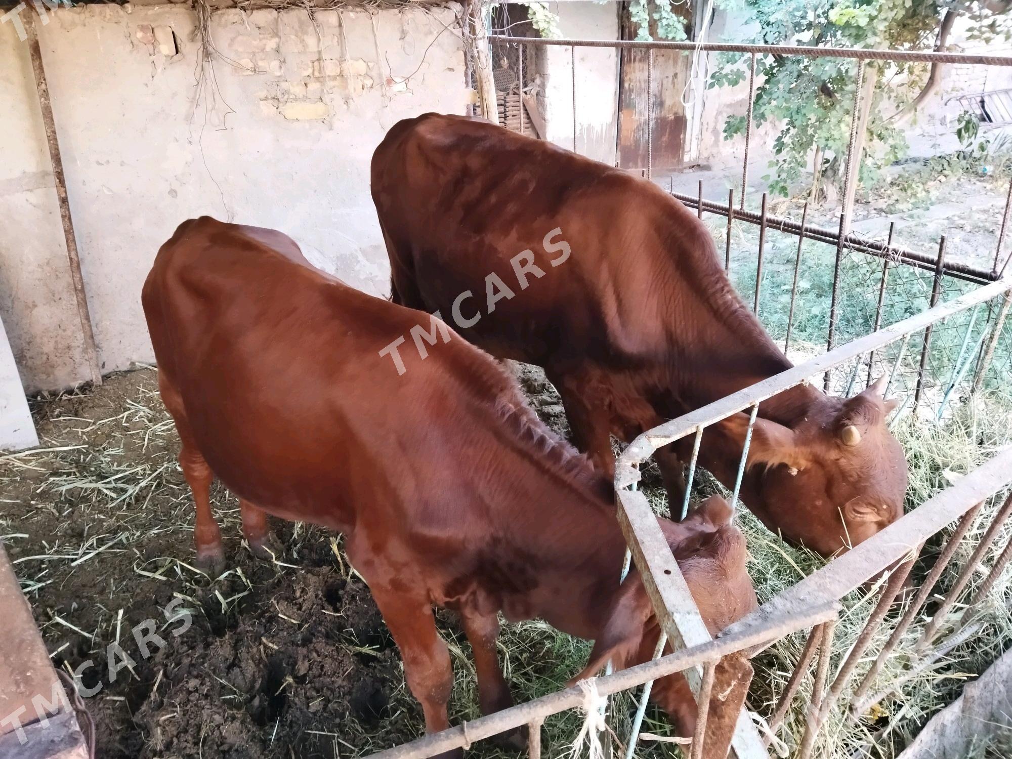 1 yaşar öküz - Türkmenabat - img 3