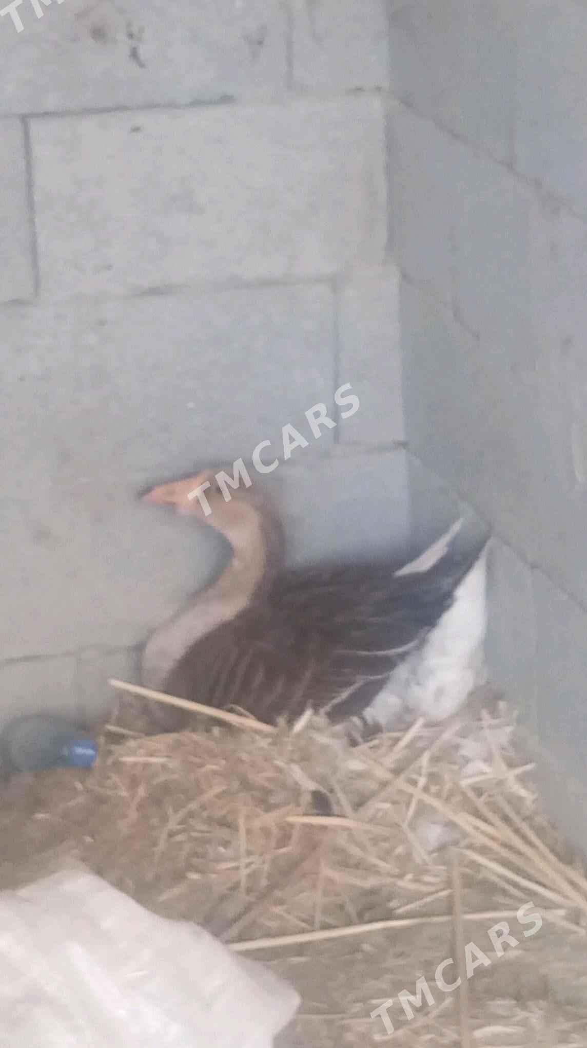 gus(guwa gaz) - Бахарден - img 3