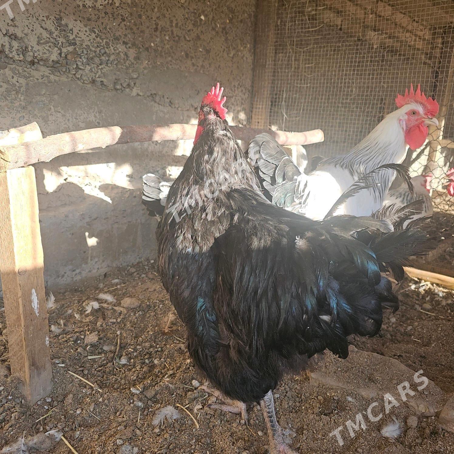 jersi gigant - Türkmenabat - img 3