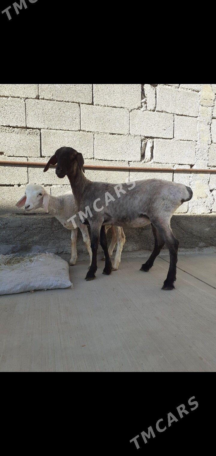 tokli - Гарадамак Шор - img 1