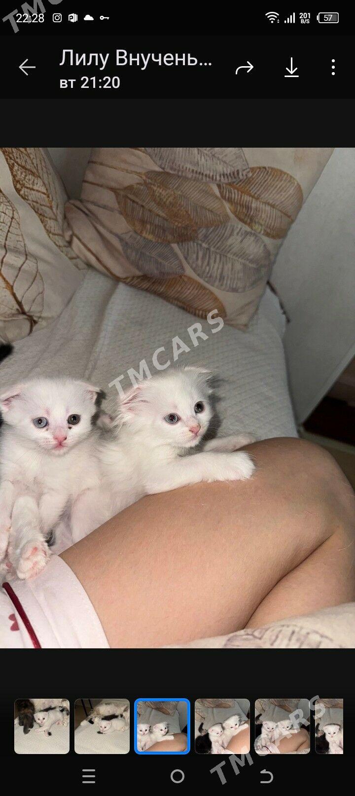 котята - Ашхабад - img 1