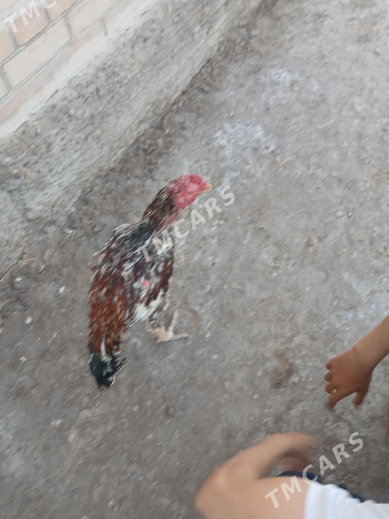horaz - Sakar - img 1