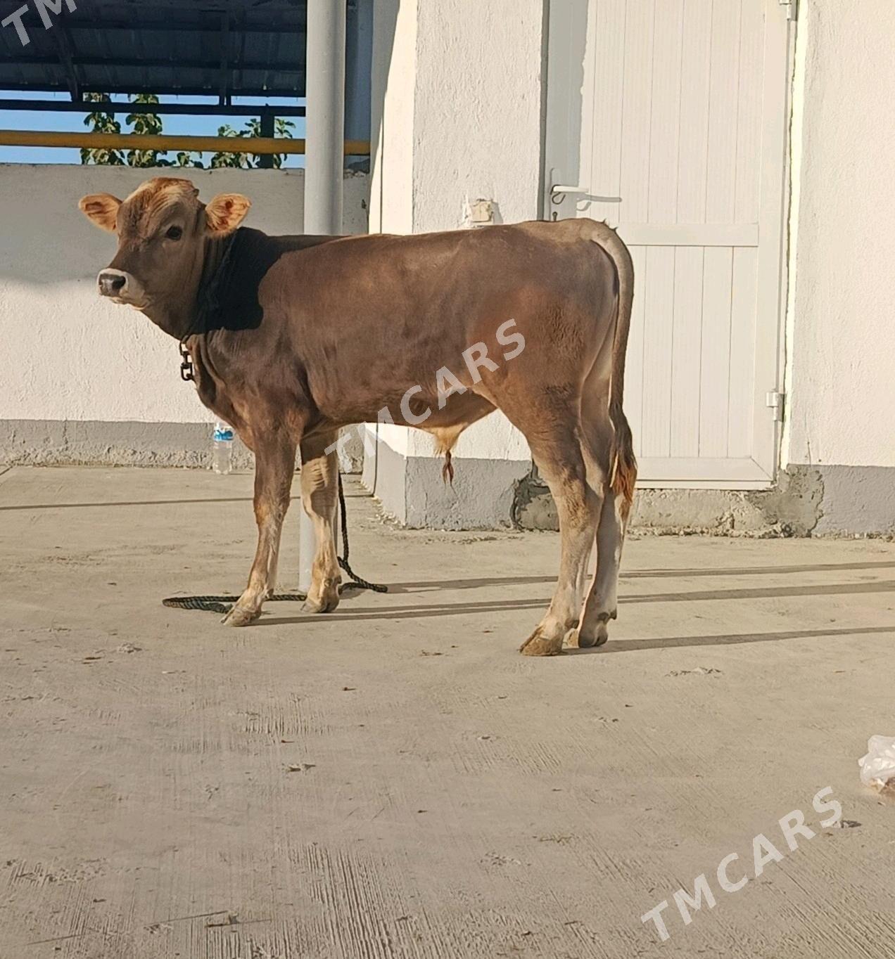 Okuzce - Gökdepe - img 1