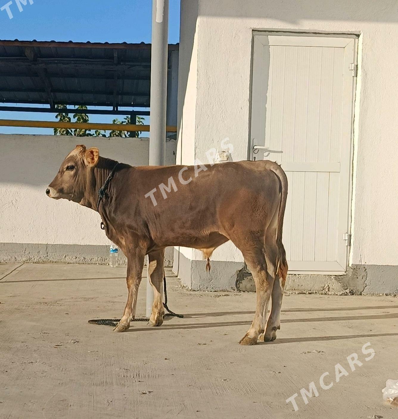 Okuzce - Gökdepe - img 2