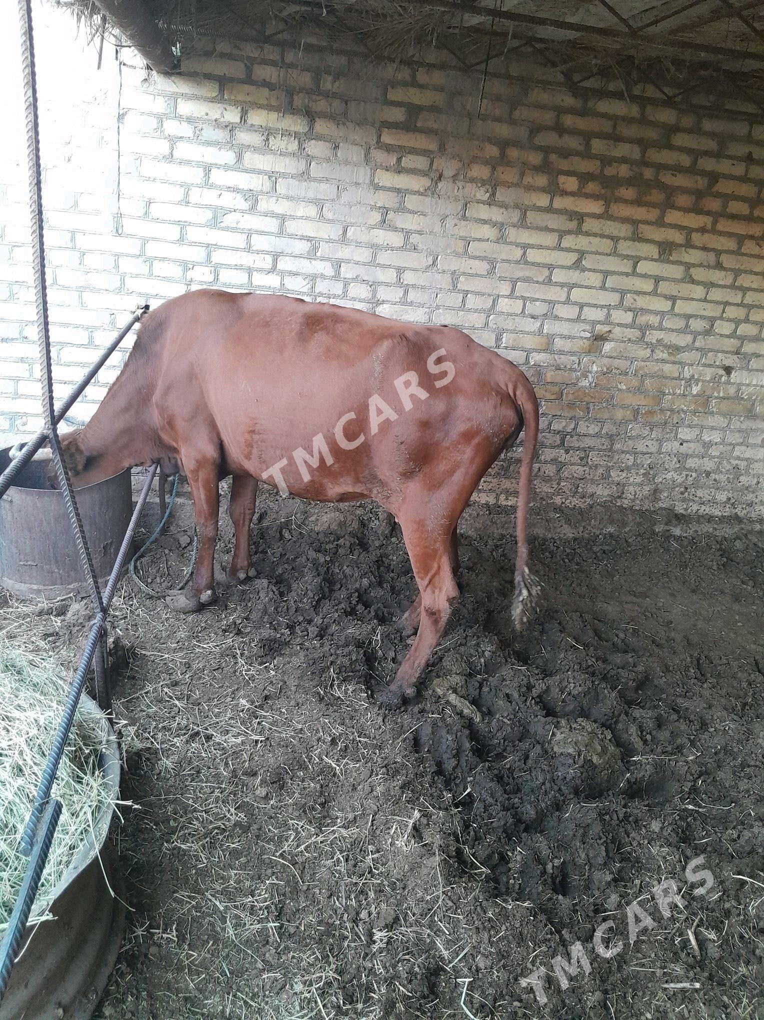 maklyk sygyr - Çärjew - img 2
