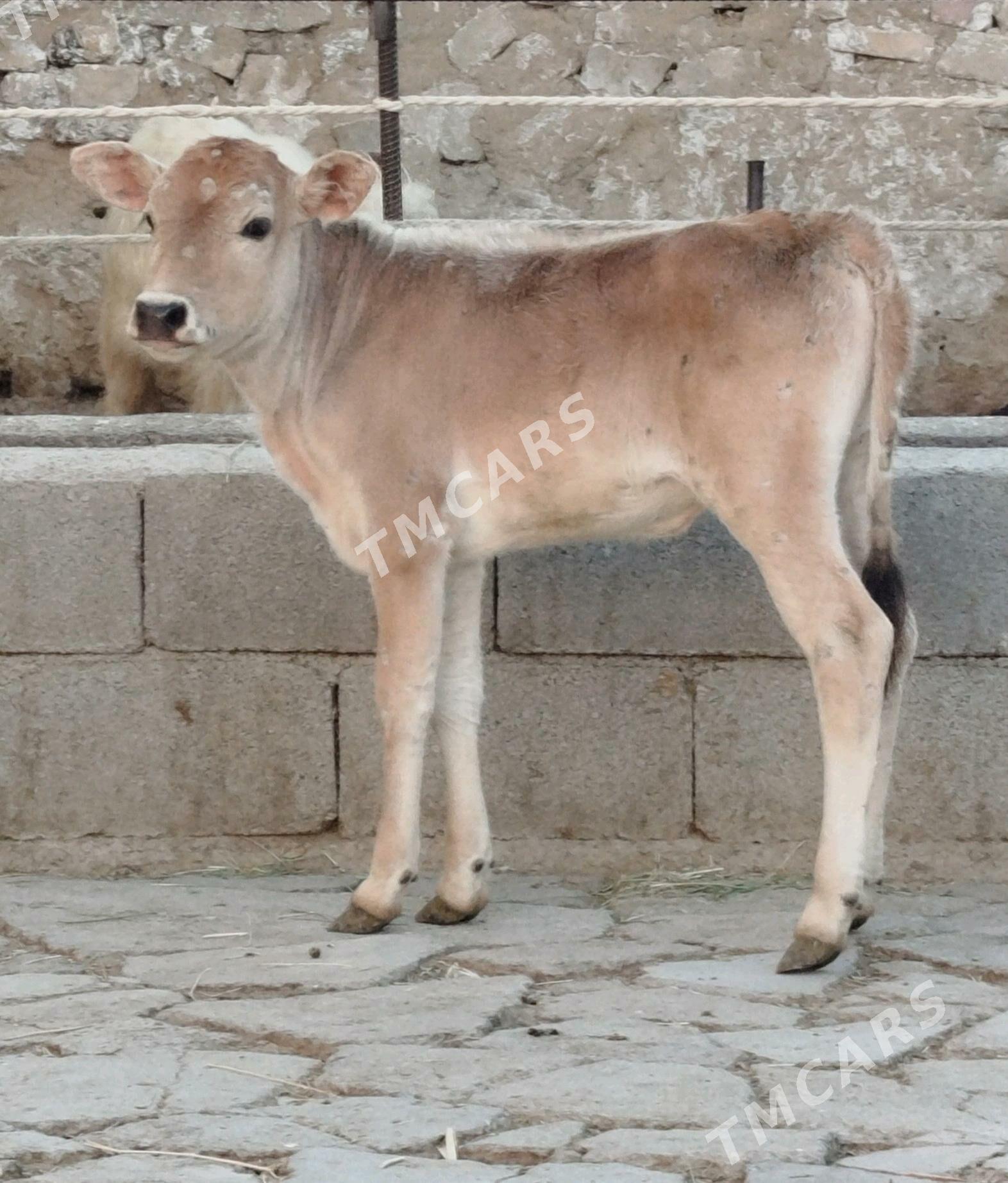 ŞWES GÖLELER - Gökdepe - img 1
