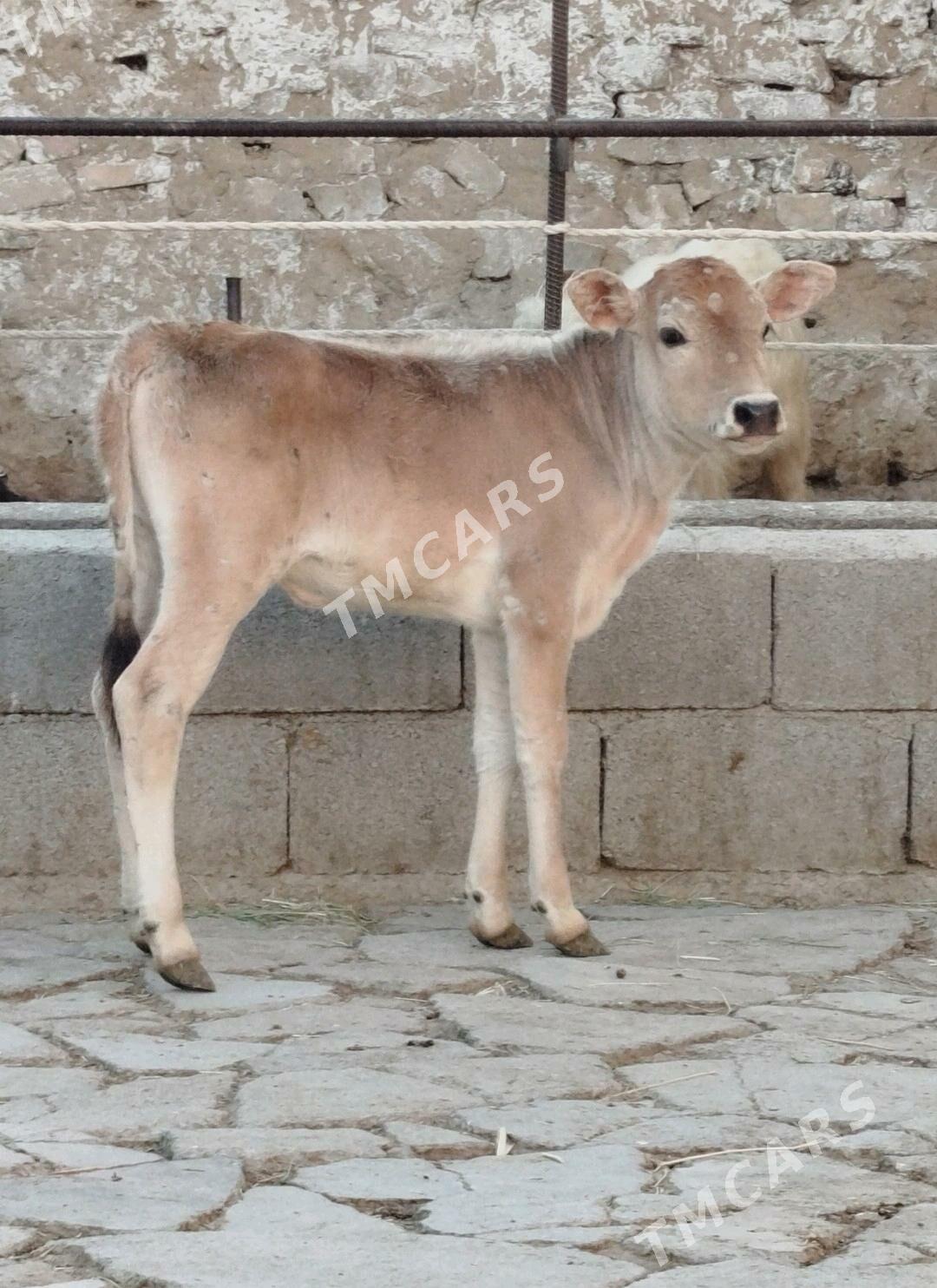 ŞWES GÖLELER - Gökdepe - img 2
