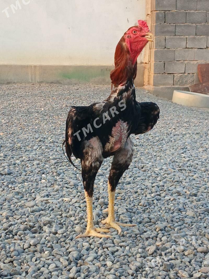 Taşkent horaz - Büzmeýin - img 3