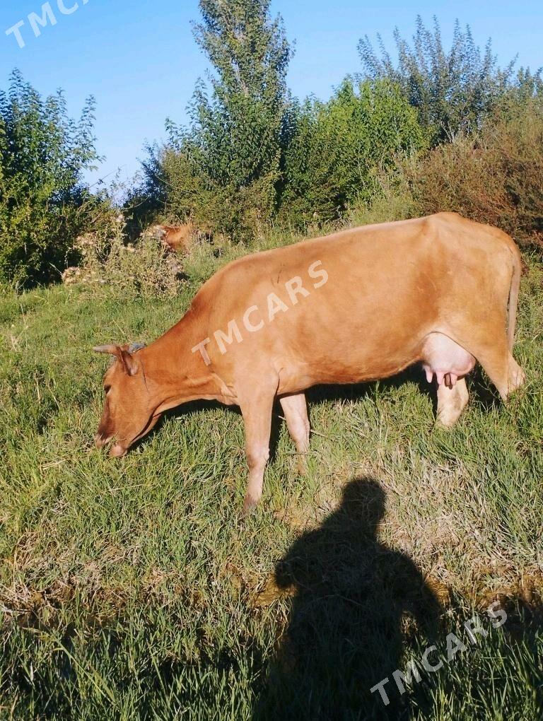 tohum tuwe sygyr - Bäherden - img 1