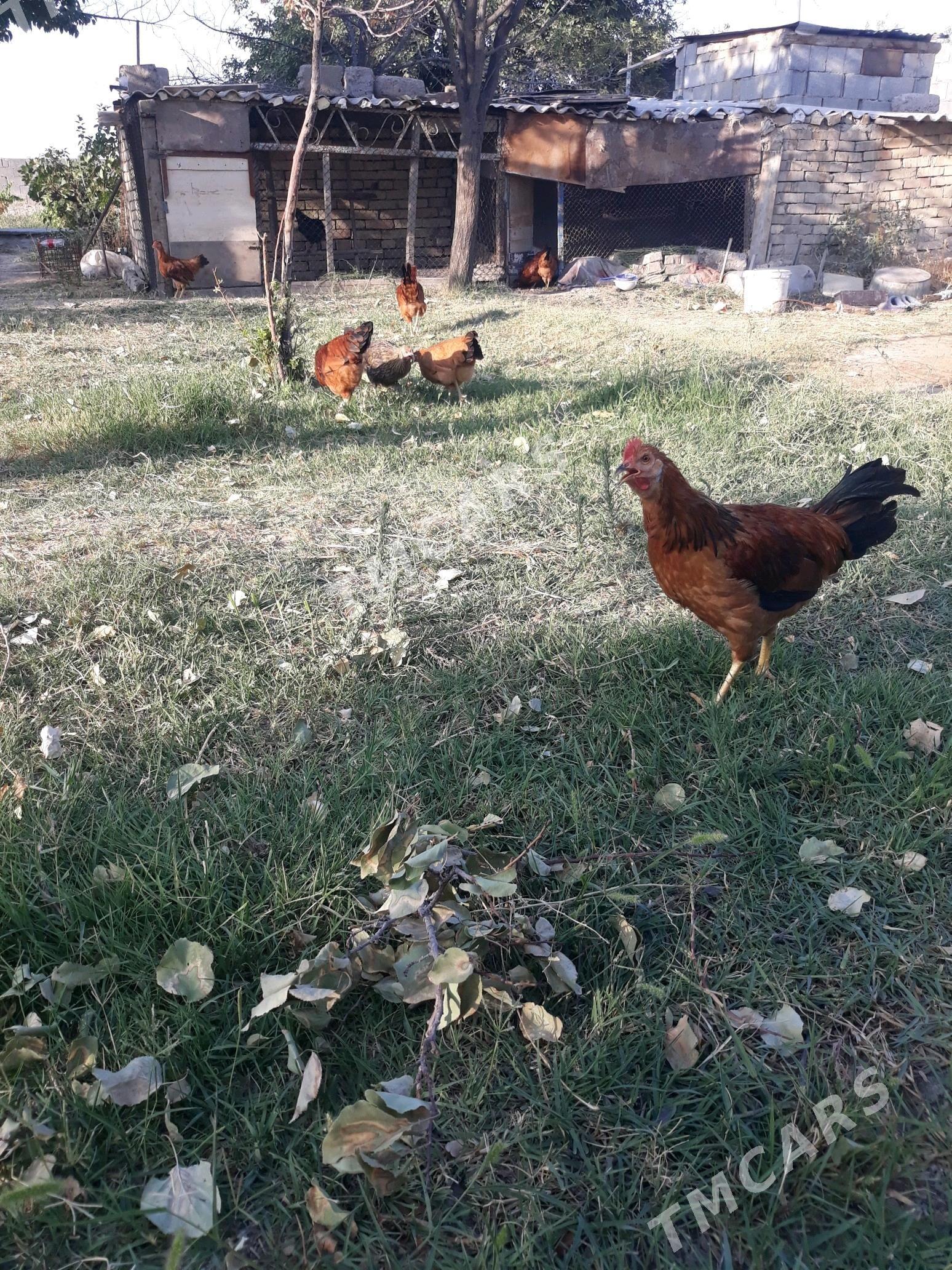 Horaz - Gökdepe - img 6