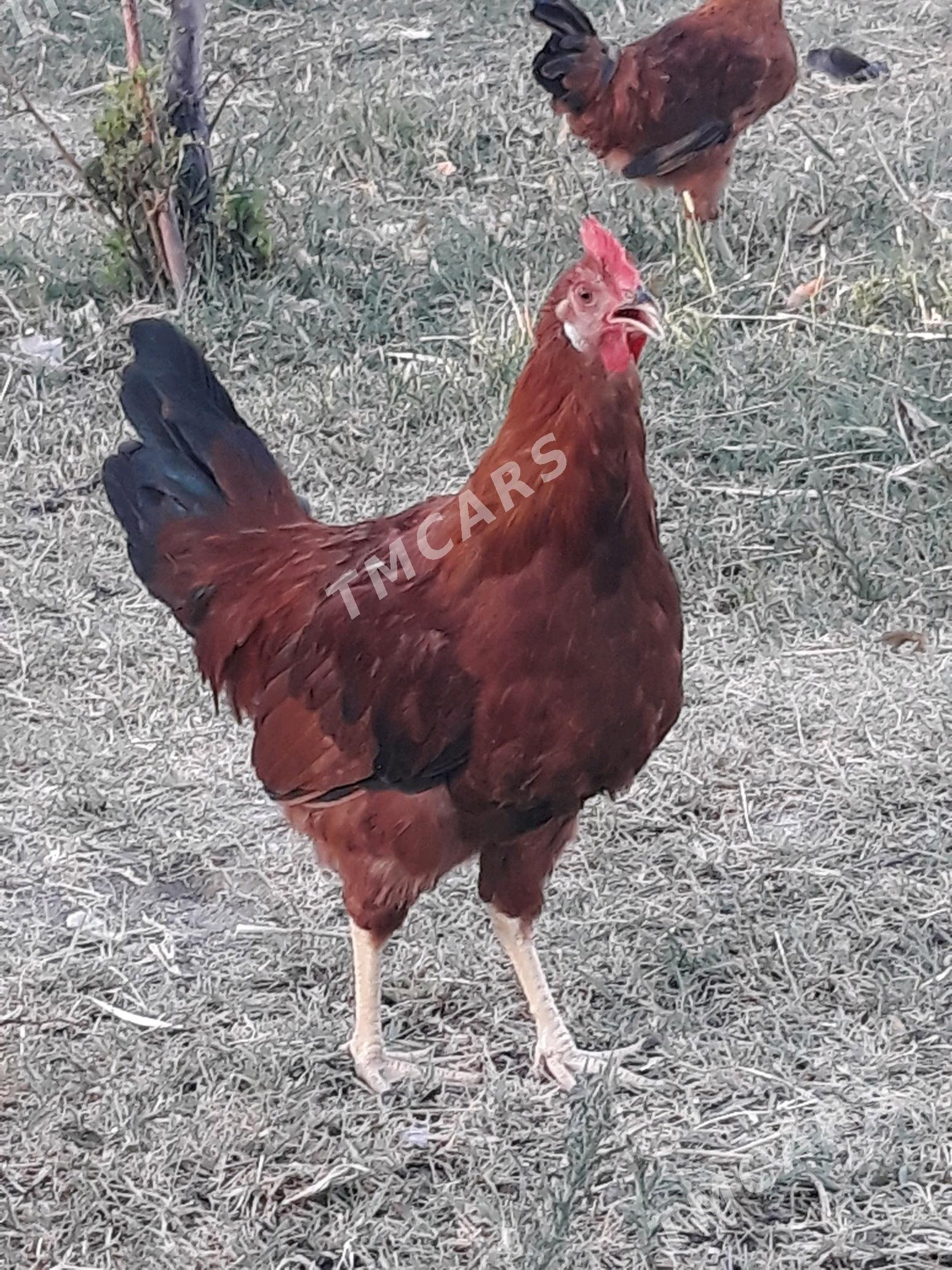 Horaz - Gökdepe - img 1