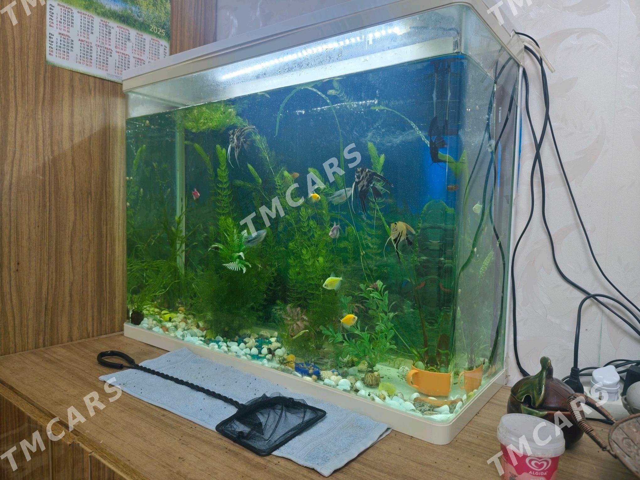 аквариум - Мир 3 - img 2