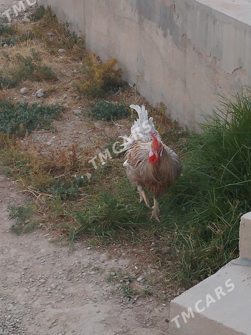horaz - Balkanabat - img 3
