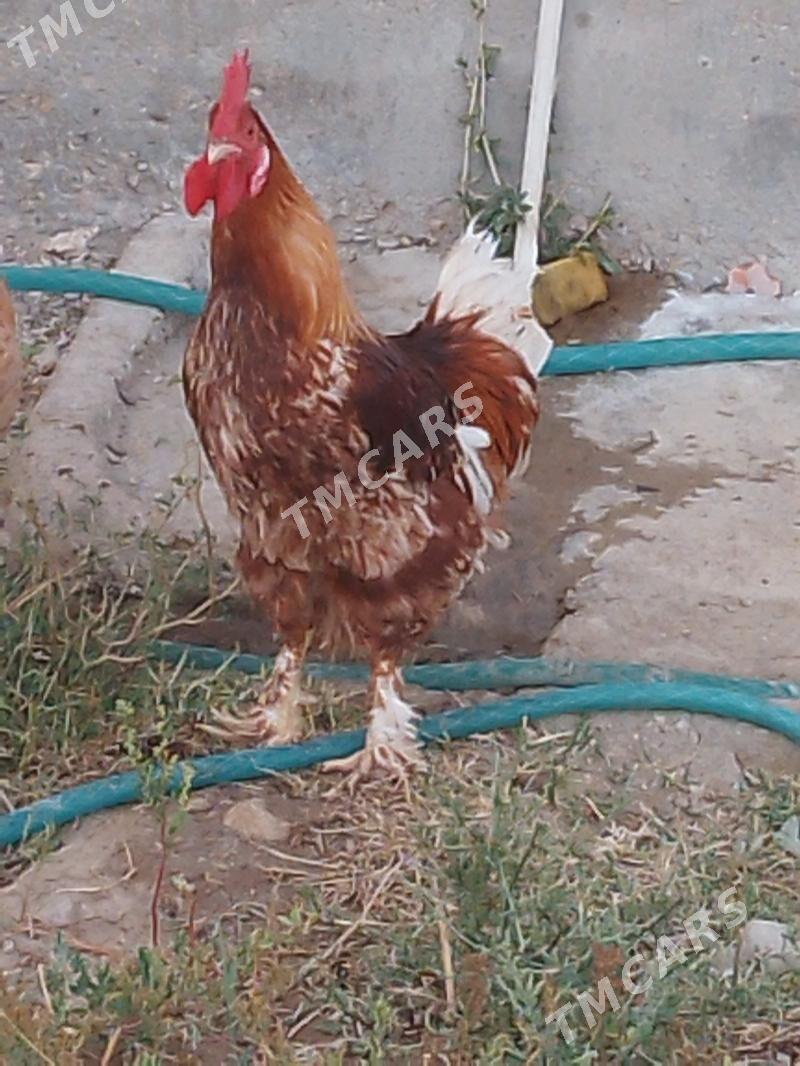horaz - Balkanabat - img 2
