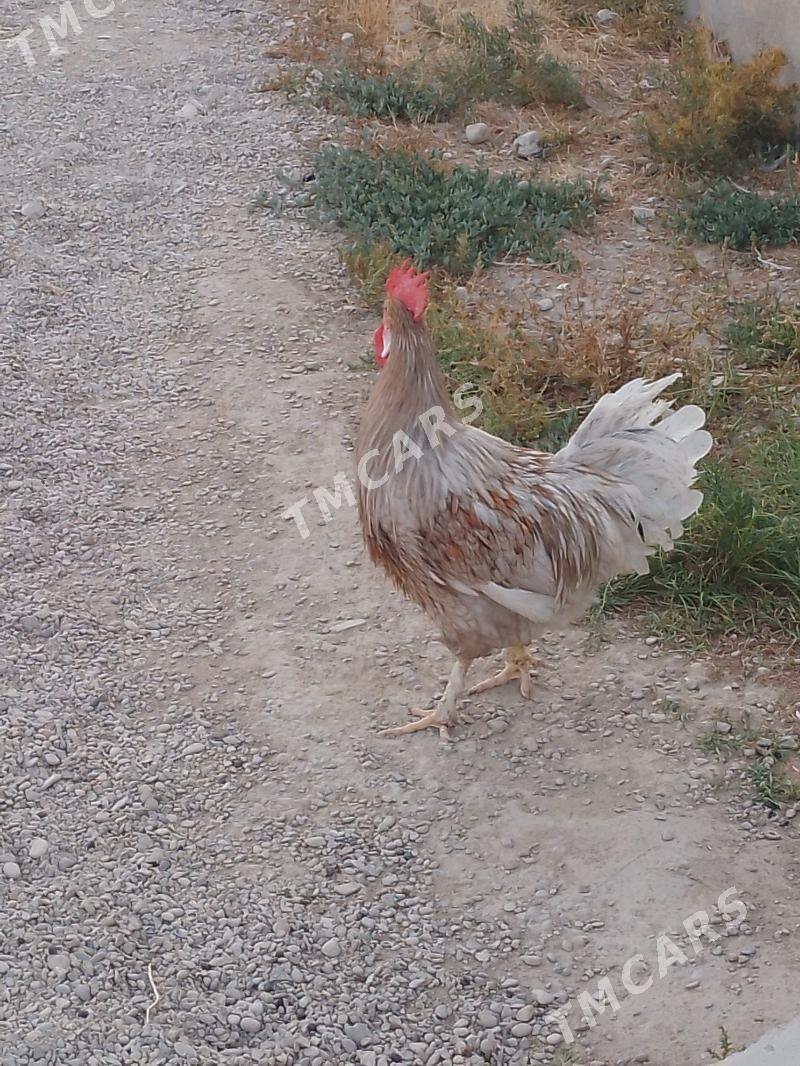 horaz - Balkanabat - img 4