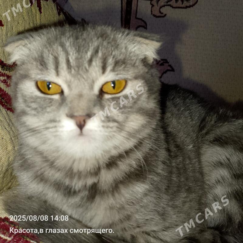британский котенок - Mary - img 1
