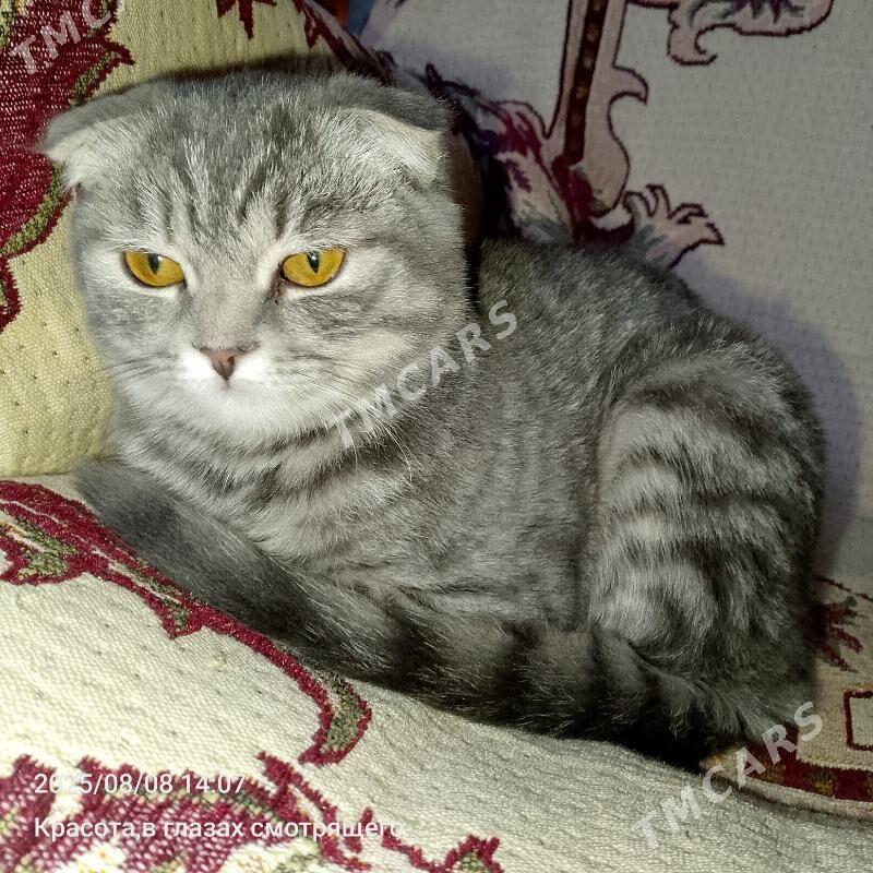 британский котенок - Mary - img 3