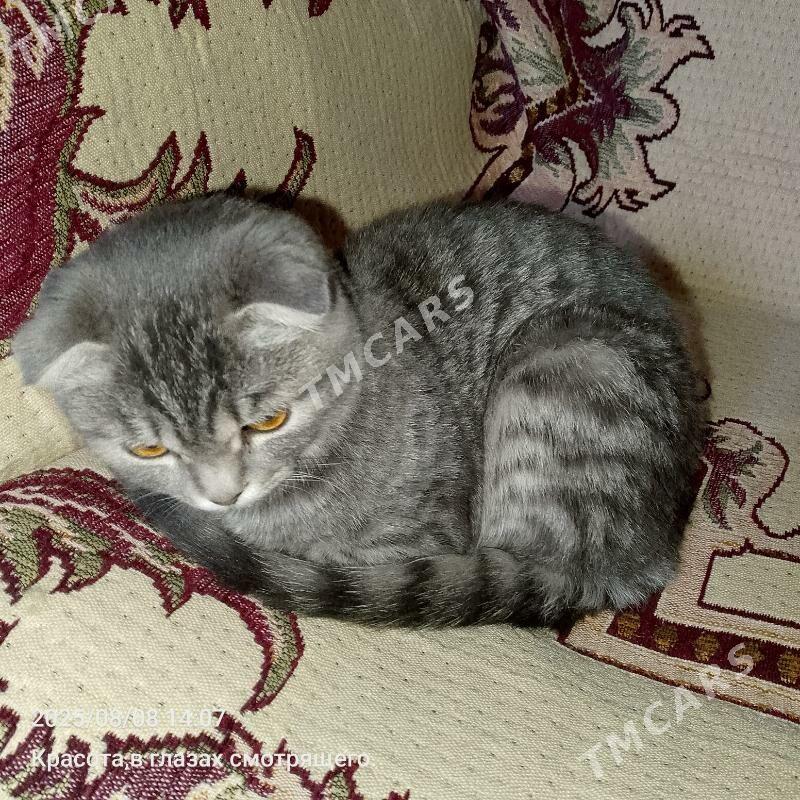 британский котенок - Mary - img 4