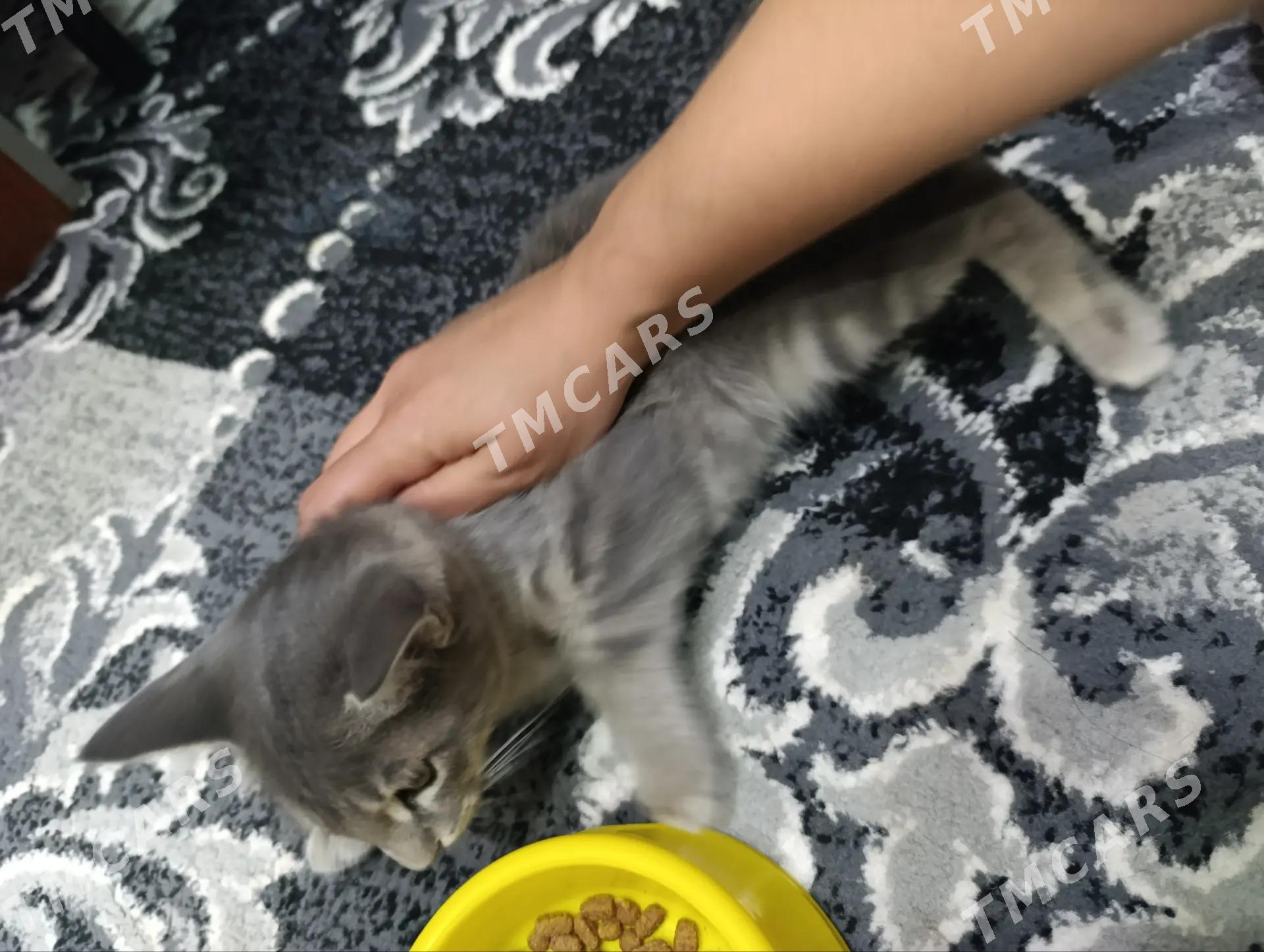 котята - Туркменабат - img 2