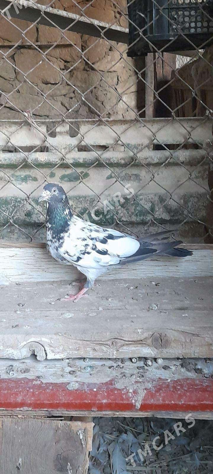 kepderi - Gyzylarbat - img 1