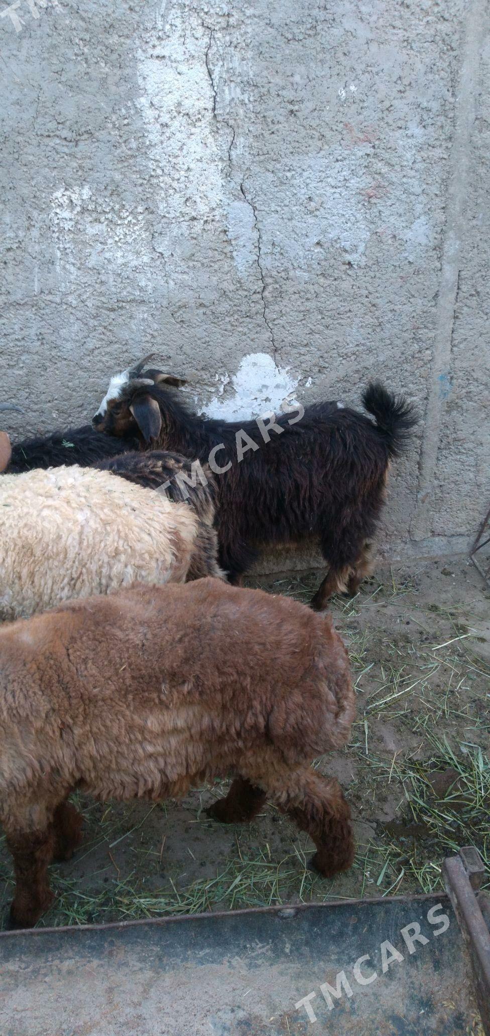 tokli cewis - Türkmenbaşy - img 2