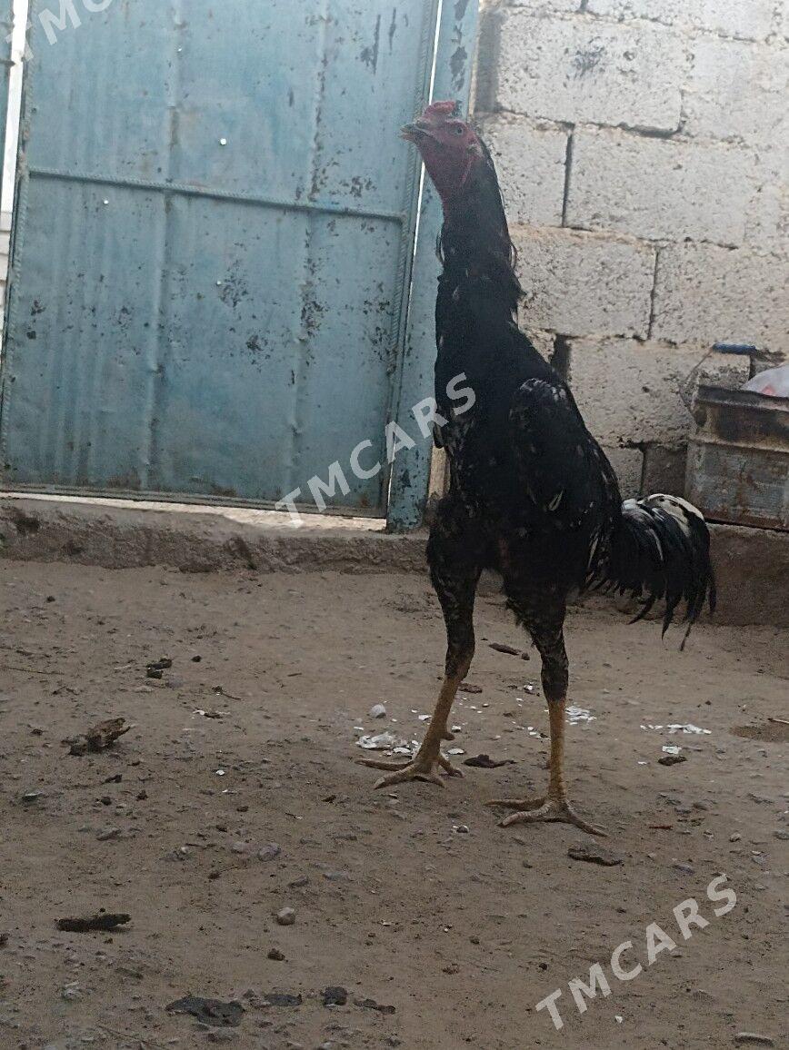 horaz - Jebel - img 2