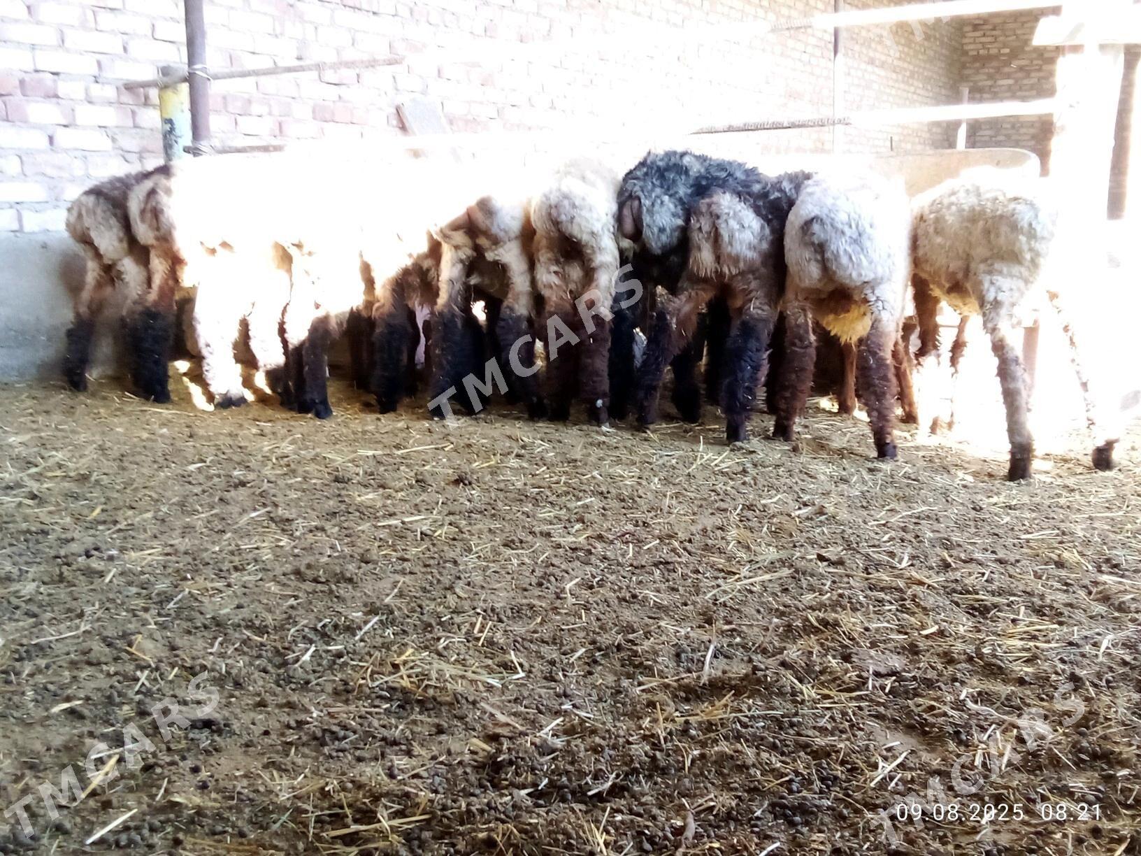 Toklylar - Gökdepe - img 1