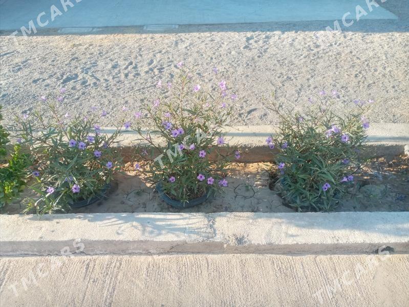 Daşaryñ güli gõk gül açýa - Bagyr - img 2