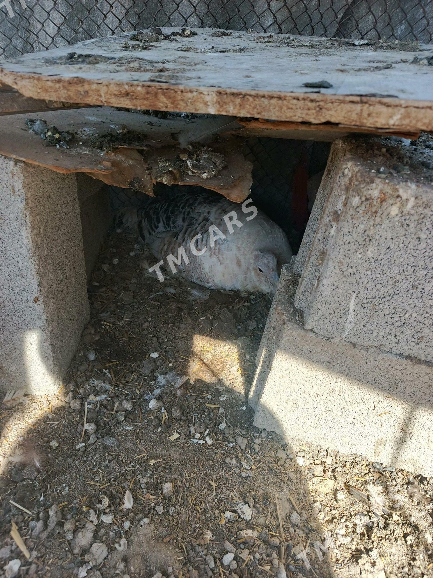 İndukl - Köşi - img 2