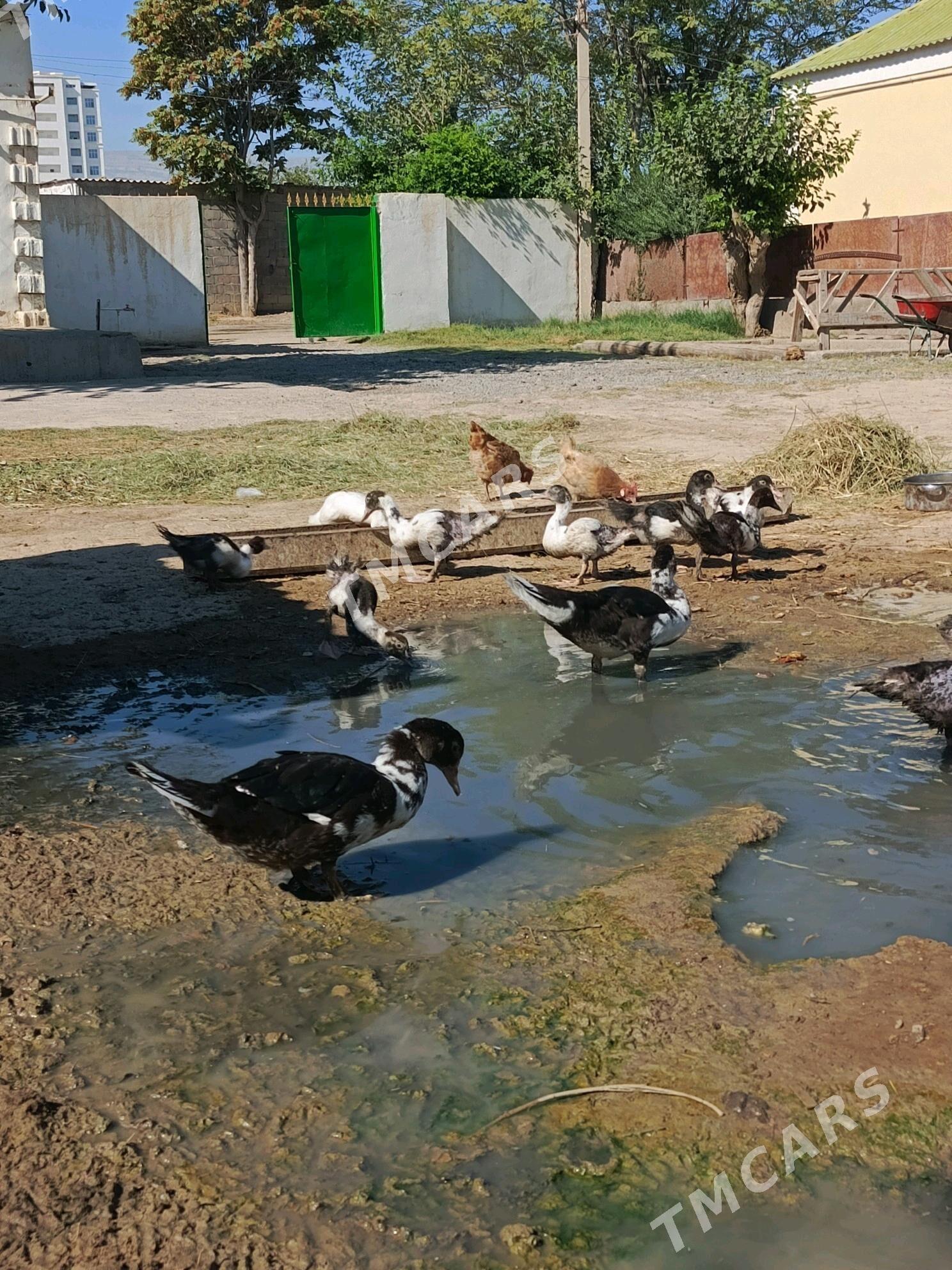 ördek - Köşi - img 2