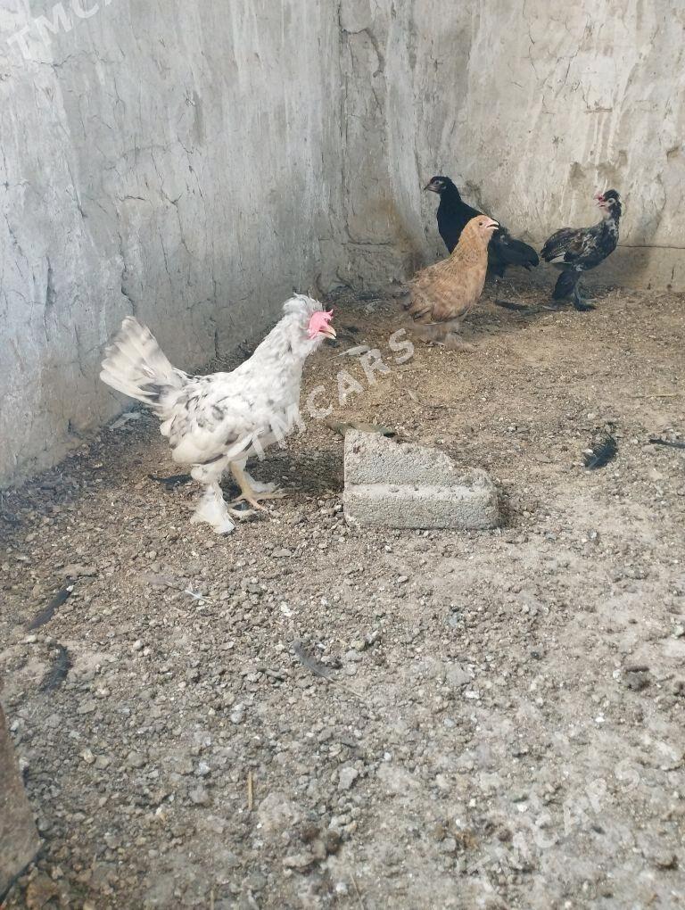 karlik towuk horoz - Bäherden - img 3