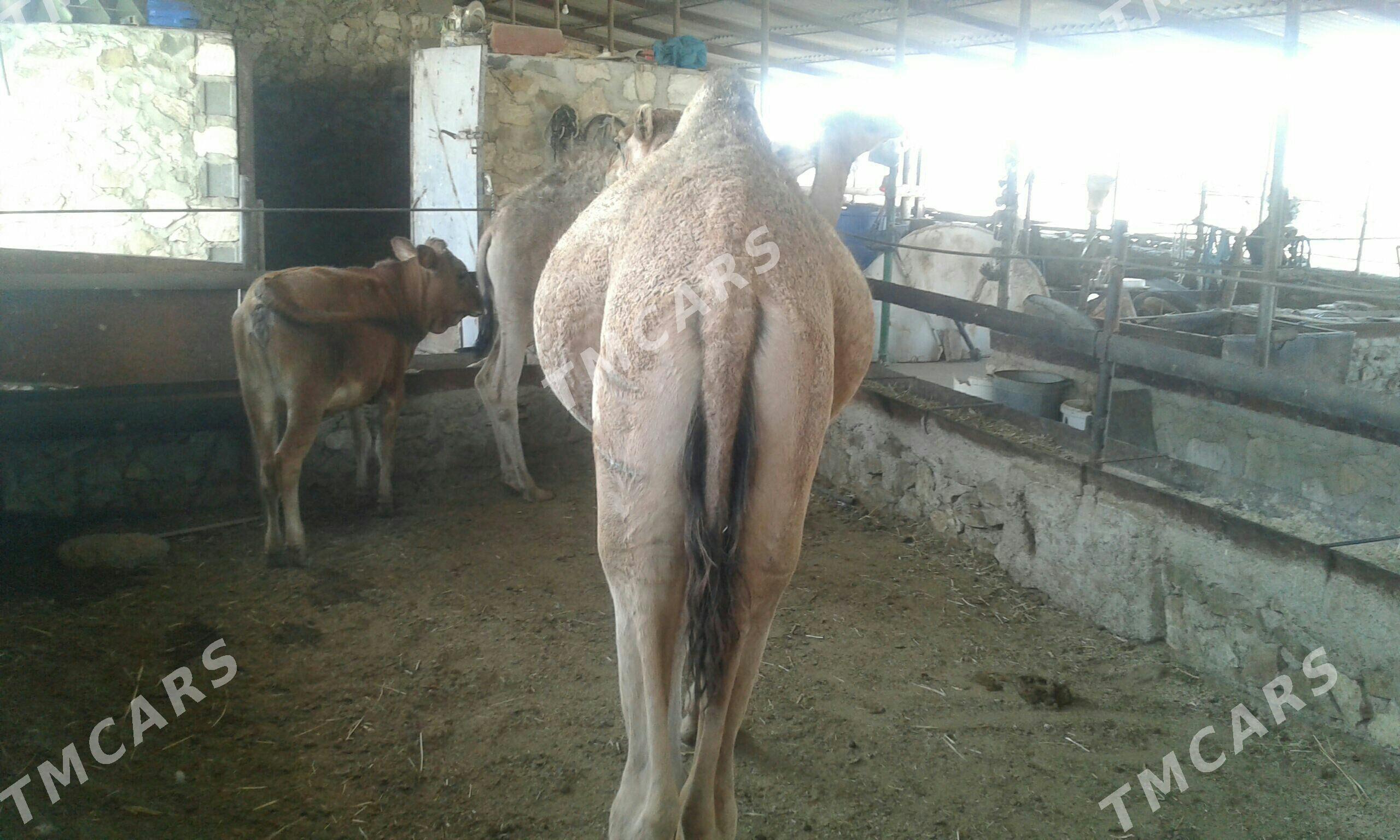 ogşuk - Bereket - img 2