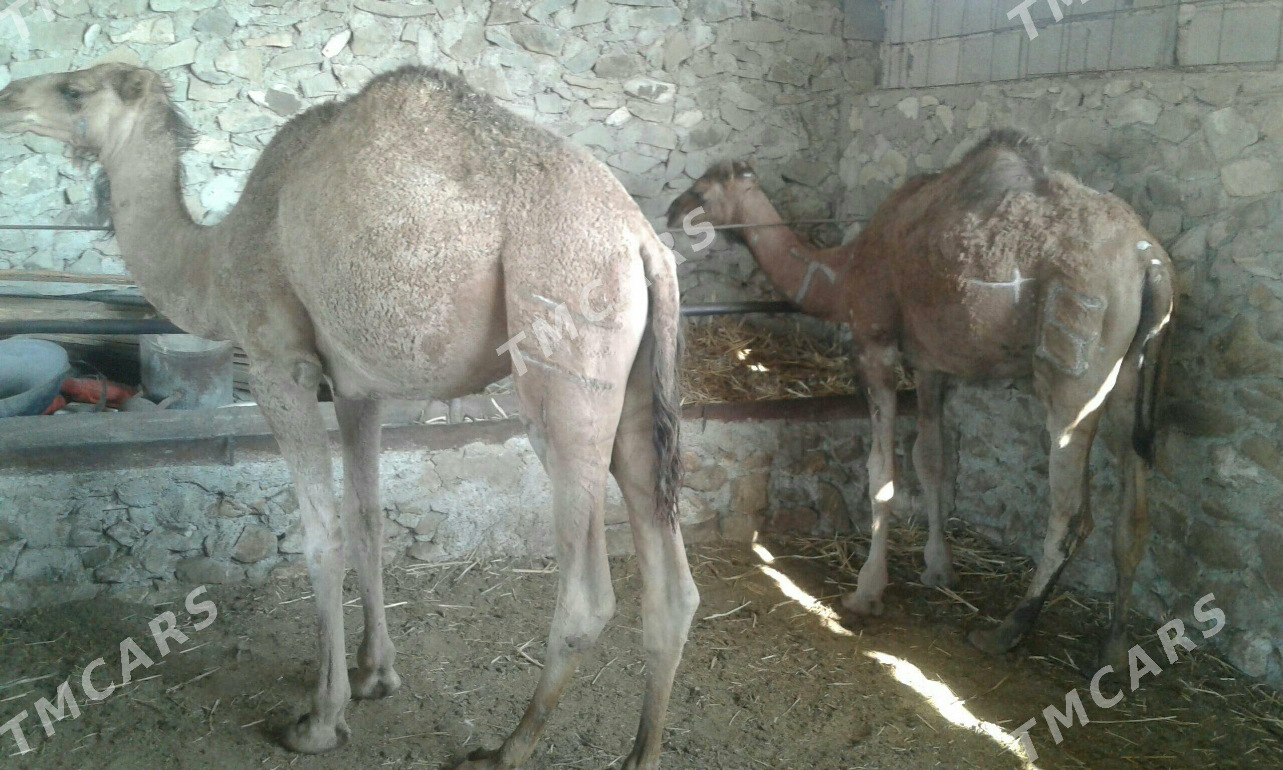 ogşuk - Bereket - img 3