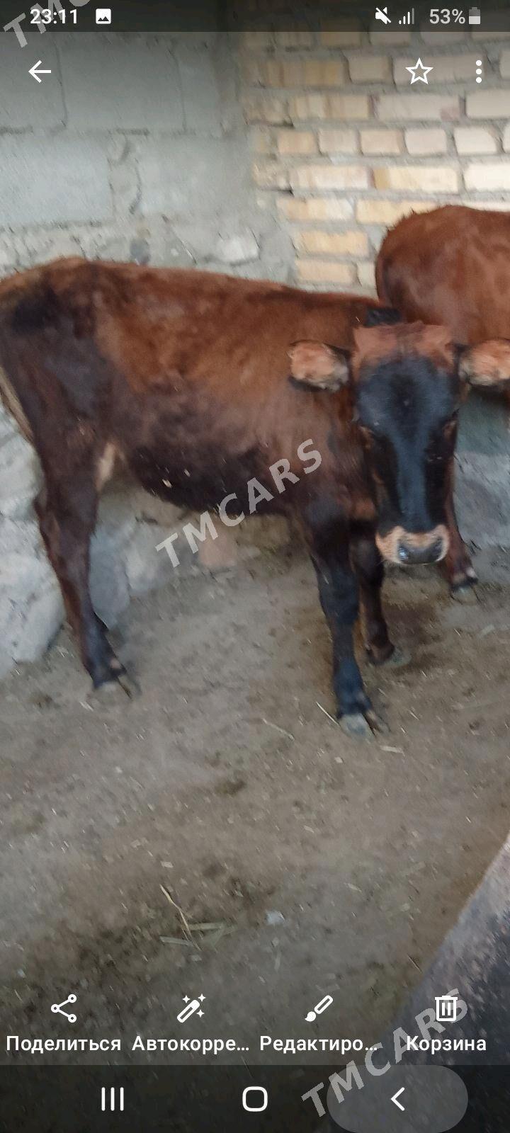 Gaçar - Bereket - img 3