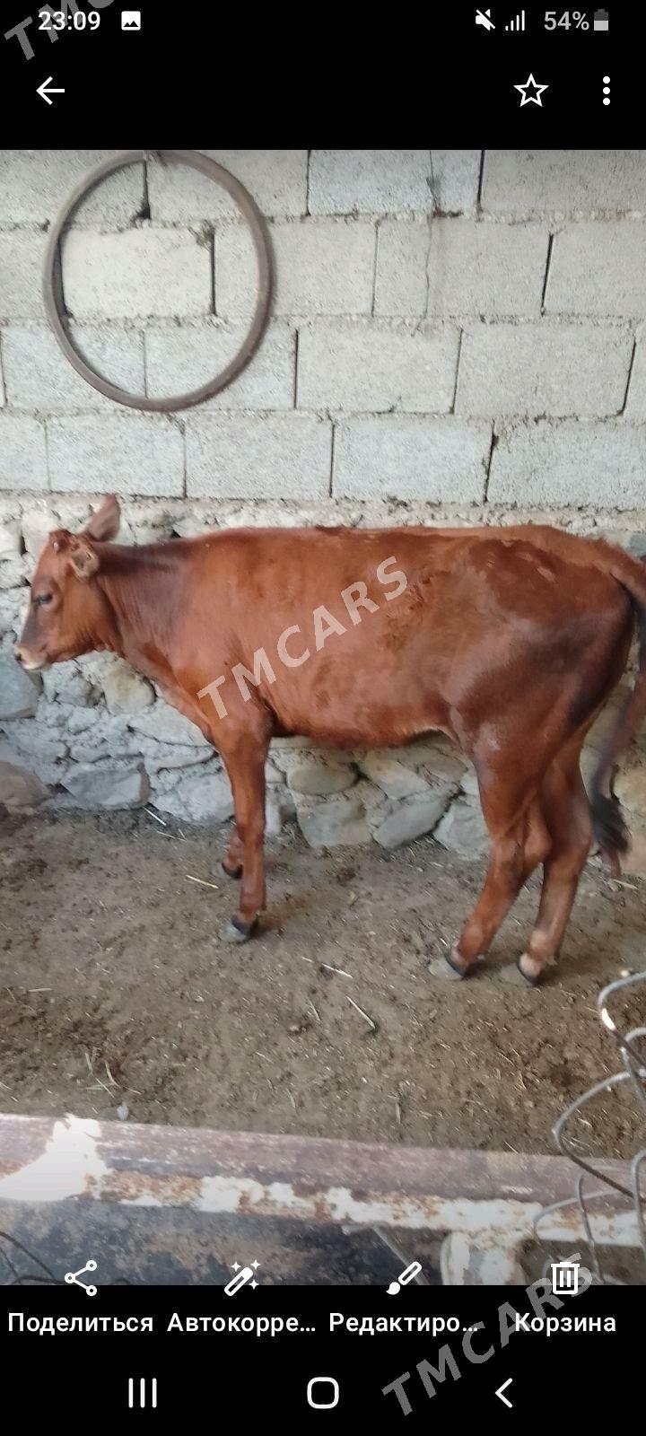 Gaçar - Bereket - img 2