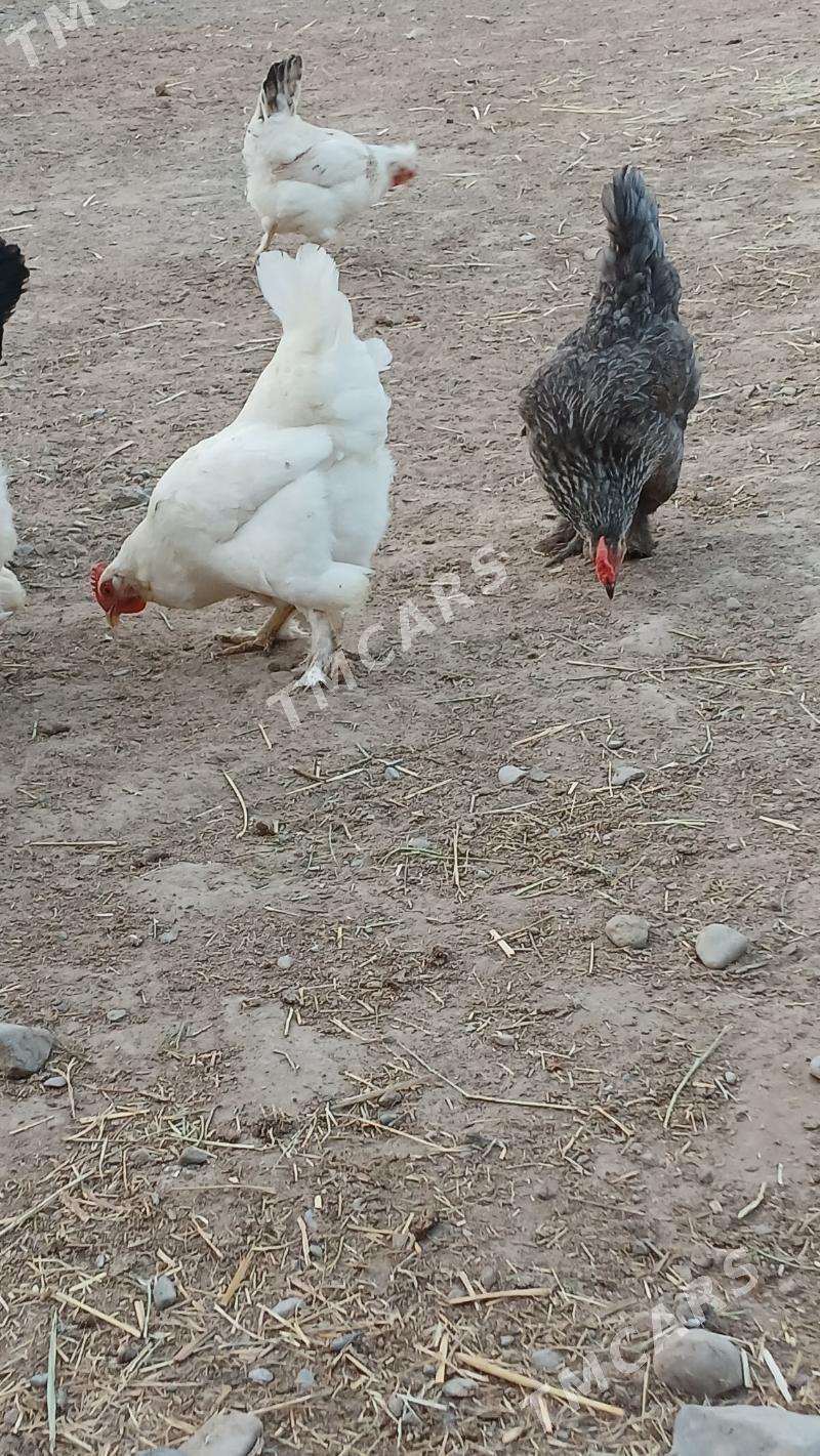towuk - Babadaýhan - img 2